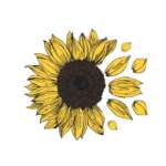 Sunflower SVG PNG free download cut files