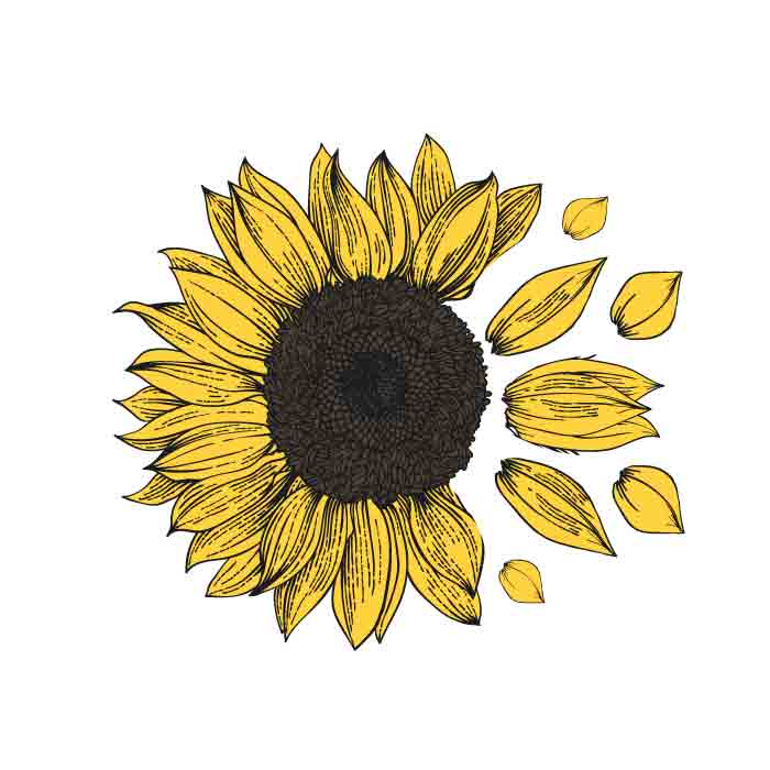 Png Cut File Sunflower Svg Sunflower Silhouette Sunflower Clipart ...