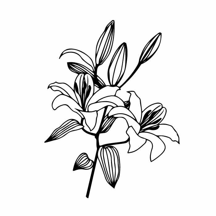 Lily flower free SVG & PNG cut files download