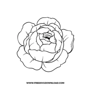 Peony Flower